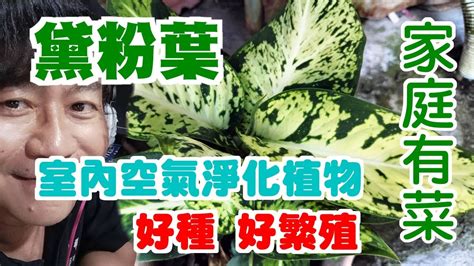 黛粉葉分株|【黛粉葉照顧】黛粉葉養護必修攻略：種植、施肥、澆水、修剪一。